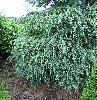 Cedrus deodara -Stamm-
